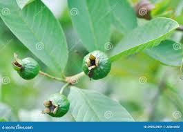 Image result for Psidium guajava