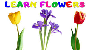 This set of display photos includes 13 lovely spring flower images, and each one is labelled with the flower's name. Kids Vocabulary Learn Names Of Flowers Flowers Name In English Kids Learning Youtube