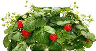 As we've demonstrated, strawberries are pretty tough little plants that can grow in anything and anywhere as long as you can provide adequate light, food, and water. How To Grow Strawberries Indoors