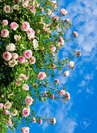 Berkeley rose garden, berkeley, california. Roses Against Blue Sky Rose Garden In The Prague Stock Photo Picture And Royalty Free Image Image 15191122