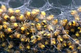 Do You Know How Long A Spider Lives In 2020 Garden Spider Spider Eggs Fall Vegetables To Plant