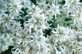 Edelweiss Schneiden Nur Zum Zweck Der Pflege Erforderlich