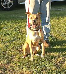 Usually known as the most difficult or most challenging part of adopting a pet, the adoption process is actually pretty easy once you get to know what to expect. Wilmington Nc Pit Bull Terrier Meet Venus A Pet For Adoption