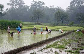 Perusahaan outsourcing di kampung rawa dari pt. Rice Production In Indonesia Wikipedia