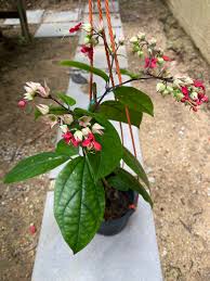 Jun 28, 2021 · bleeding heart; Clerodendrum Thomsoniae Red Bleeding Heart Vine Furniture Home Living Gardening Plants Seeds On Carousell
