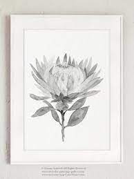 Protea Flower Grey Black White Floral Living Room Modern Etsy Canvas Art Prints Protea Flower Art Prints