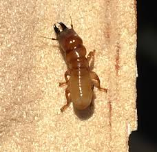 Contact agricultural pest control services to free your property from pests. Thermal Heat Blog Thermal Heat