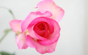 Over 506,173 flower rose pictures to choose from, with no signup needed. Rose Flower Wallpapers Rose Flower Stock Photos