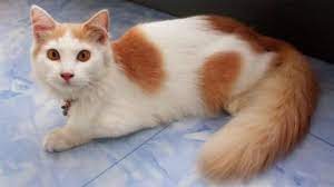 Untuk harga dari kucing himalaya sendiri sangat bervariasi jika dihilat pada tabel daftar harga diatas berkisar dimulai dari rp. Harga Kucing Anggora Semua Jenis 2021 Ada Yang Rp200 Ribuan Lo