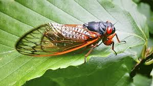 Top 8 best ultrasonic pest repeller … Cicada Control And Treatments For The Home Yard And Garden