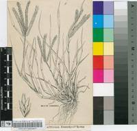 Image result for Eleusine africana