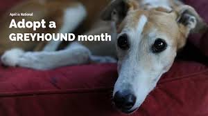 The breed is noted for being very gentle and they are very adaptable upon adoption, and fit very well into all walks of life. Greyhound Pet Adoptions Of Daytona Beach Florida Home Facebook