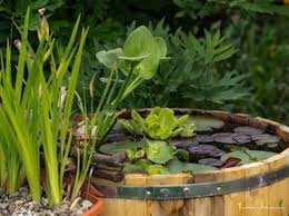 Wie Sie Den Miniteich Im Holzfass Richtig Uberwintern Dazu Wasser Und Sumpfpflanzen Gut Uber Den Winter Bringen Miniteich Pflanzen Wasser Im Garten