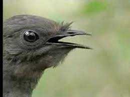 Bird That Sounds Like A Car Alarm Uk 5 Birds With Abilities That Put Superheroes To Shame Beautiful Birds Bird Birds