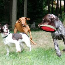 That's why we customize all our solutions. Complete Guide To Invisible Fence Cost Prices Details