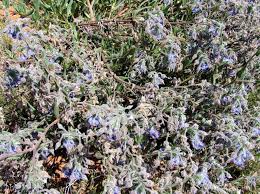 Image result for Trichodesma zeylanicum