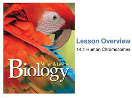 Two copies of chromosome 14, one copy inherited from each parent, form one of the. 14 1 Human Chromosomes Key Questions 1 What Is A Karyotype 2 What Patterns Of Inheritance Do Human Traits Follow 3 How Can Pedigrees Be Used To Analyze Ppt Download