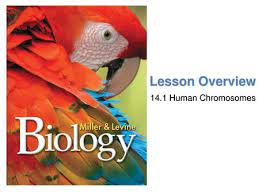 One x and one y chromosome produce a human male. 14 1 Human Chromosomes Key Questions 1 What Is A Karyotype 2 What Patterns Of Inheritance Do Human Traits Follow 3 How Can Pedigrees Be Used To Analyze Ppt Download