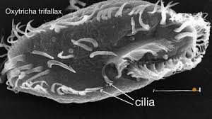Overview of animal and plant cells. Cell Structure And Function Ap College Biology Science Khan Academy