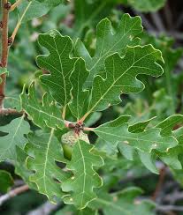 Image result for Trichopteryx elegantula