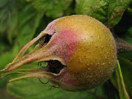 Englishs fruit nursery, apple trees, fruit trees for sale ireland, strawberry, welcome to english's fruit nursery ireland with over half a century in propagating soft fruit bushes and plants, we have the expertise to assist you with any problems you may have, so whatever the size of your order you can be assured of our best attention at all times. Bernwode Fruit Trees Muddy Stilettos