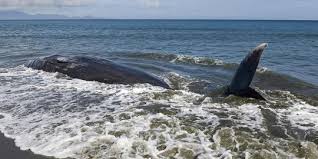 Paus sperma mati terdampar di cirebon. Paus Sperma Terdampar Di Pantai Situbondo Merdeka Com