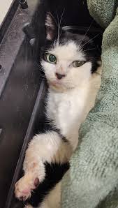 DO YOU KNOW THIS CAT? Adult female found