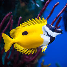 Our guide on starting a pet fish store covers all the essential information to help you decide if this business is a good match for you. Fish Hut Of New Jersey Freshwater