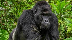 * silverback gorilla bronze sculpture king kong figurina‏ statue limited edition. Four Poachers Arrested After Killing Of Rare Silverback Gorilla In Uganda The New York Times