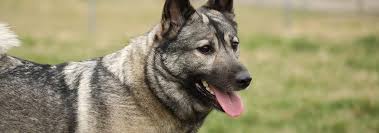 Norwegian Elkhound Dog Breed Facts And Traits Hills Pet