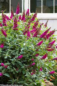 Image result for buddleia davidii