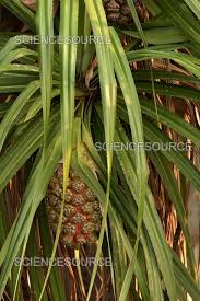 Image result for Pandanus sp. A