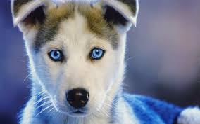 Male Blue Eyes Black And White Husky Mobile Phone Baby Husky Wallpapers Feed Funny 2 Doblelol Com Cute Husky Puppies Siberian Husky Puppies Blue Eyed Dog