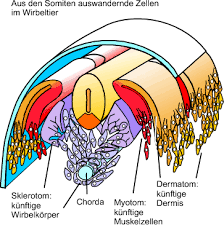Entwicklungswoche durch segmentierung des paraxialen, d.h. Fernwanderer Und Die Vielfaltigen Schicksale Der Ausgewanderten Neuralleistenzellen Springerlink
