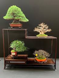 Pin By Monica Groves On Bonsai Bonsai Tree Bonsai Bonsai Garden