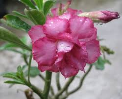 Pin On Adeniums Desert Roses