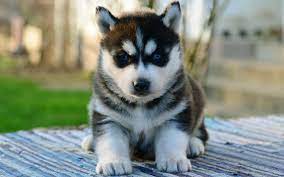 Siberian husky puppies for sale in oregon below you can find a list of husky breeders located all around oregon. Siberian Husky Puppies Breed Information Puppies For Sale Husky Puppy Siberian Husky Puppies Puppy Breeds