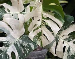 Image result for Platysepalum