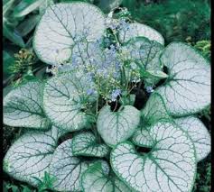 Perk A Lawn Gardens Shade Perennials Plants Sutton Seeds