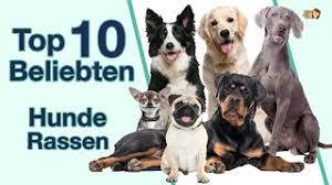 Welche hunderasse ist die größte der welt? Die Beliebtesten Hunderassen Als Rangliste Top 10 Liste