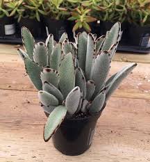 Medium Succulent Plant Kalanchoe Panda Plant Etsy In 2020 Planting Succulents Succulents Plants