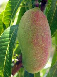 Image result for Mangifera