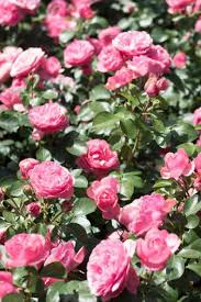 Gartenarbeiten Im Marz In 2020 Gartenarbeit Im Marz Gartenarbeit Pflanzen Kaufen