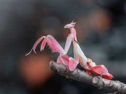 These are 10 of the best! Cheapest Pets 14 Low Maintenance Inexpensive Pet Recommendations Cheapism Com