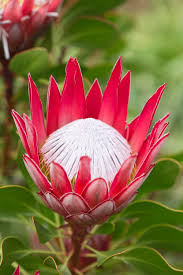 Image result for Protea madiensis