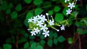 Image result for Plumbago zeylanica
