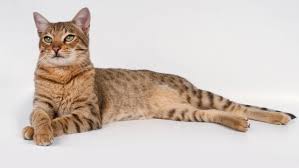 When you hear the word exotic, it may not be f1 savannah kittens is an expert savannah cat breeder. Savannah Cat Full Profile History And Care