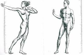 The human body is fascinating to study, which is why anatomy is such a popular subject. Anatomy Of Man