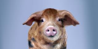 Pig synonyms, pig pronunciation, pig translation, english dictionary definition of pig. Genetically Modified Pigs May Save Your Life Fda Allows Gmo Pigs