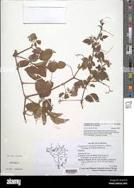 Image result for Cyphostemma adenocaule